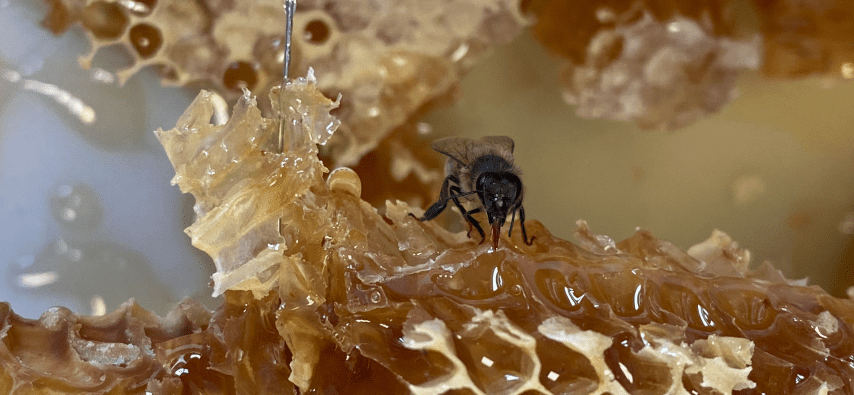 Parrainage des ruches